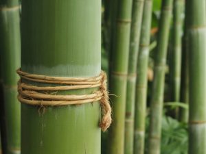 Tout savoir sur le bambou thailandais et ses usages traditionnels